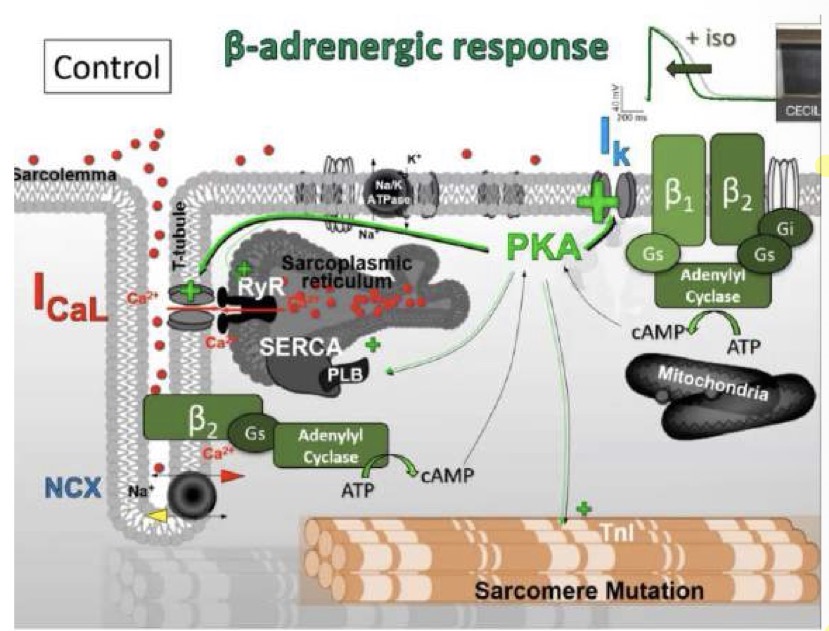<p>Il calcio che entra attraverso i canali I(CaL) (canali DHPR) nello spazio diadico attiva i recettori per la <strong>rianodina (RyR)</strong> sul reticolo sarcoplasmatico.</p><p>• Questo innesca una massiccia liberazione di Ca2+ nel citoplasma (da decine a circa 600 nanomoli), fondamentale per innescare la contrazione muscolare. Successivamente, la pompa <strong>SERCA</strong> e lo scambiatore Na-Ca ripristinano i livelli basali di calcio.</p><p>• <strong>Stimolazione Beta-Adrenergica:</strong> L'adrenalina/noradrenalina agisce sui recettori beta1 e beta2, attivando la cascata dell'adenilato ciclasi → cAMP → <strong>PKA</strong>.</p><p>• La PKA fosforila diversi bersagli, tra cui i canali L del calcio. La I(CaL) (depolarizzante) viene <strong>potenziata</strong>, il che teoricamente dovrebbe prolungare il potenziale d'azione.</p><p>• Tuttavia, la PKA fosforila e potenzia anche la corrente uscente <strong>I(Ks)</strong> (ripolarizzante). Questo effetto ripolarizzante è dominante e antagonizza il prolungamento, portando a un effetto netto di <strong>riduzione della durata del potenziale d'azione</strong> sotto stimolo beta-adrenergico.</p>
