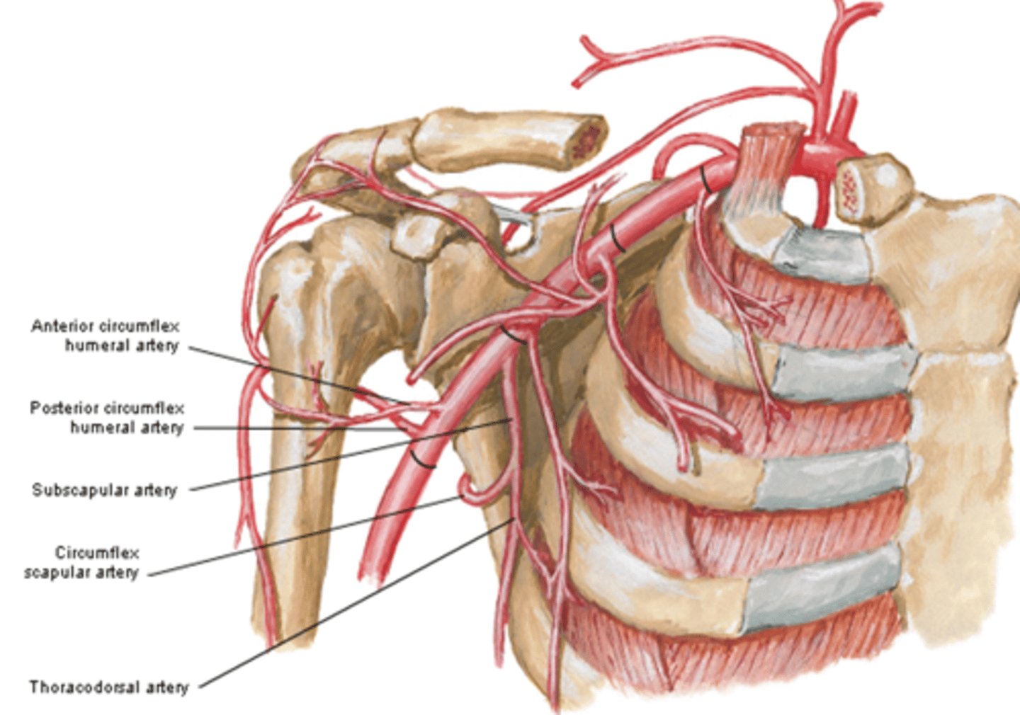 <p>Circumflex scapular a.: curves posteriorly around lateral border of scapula and supplies muscles on dorsum of scapula</p><p>Thoracodorsal a.: descends to the inferior angle of the scapula supplying muscles in the region, particularly the latissimus dorsi</p>