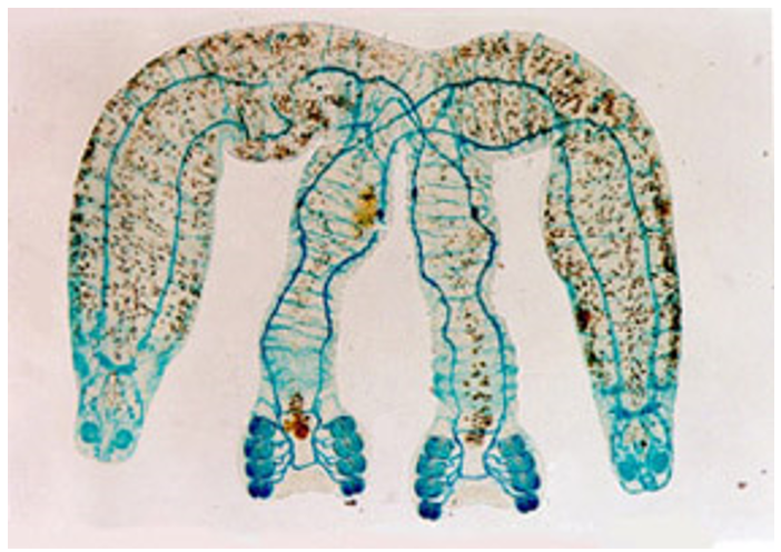 <p>Which <span>parasite has no development unless 2 diporpa larvae meet</span></p>