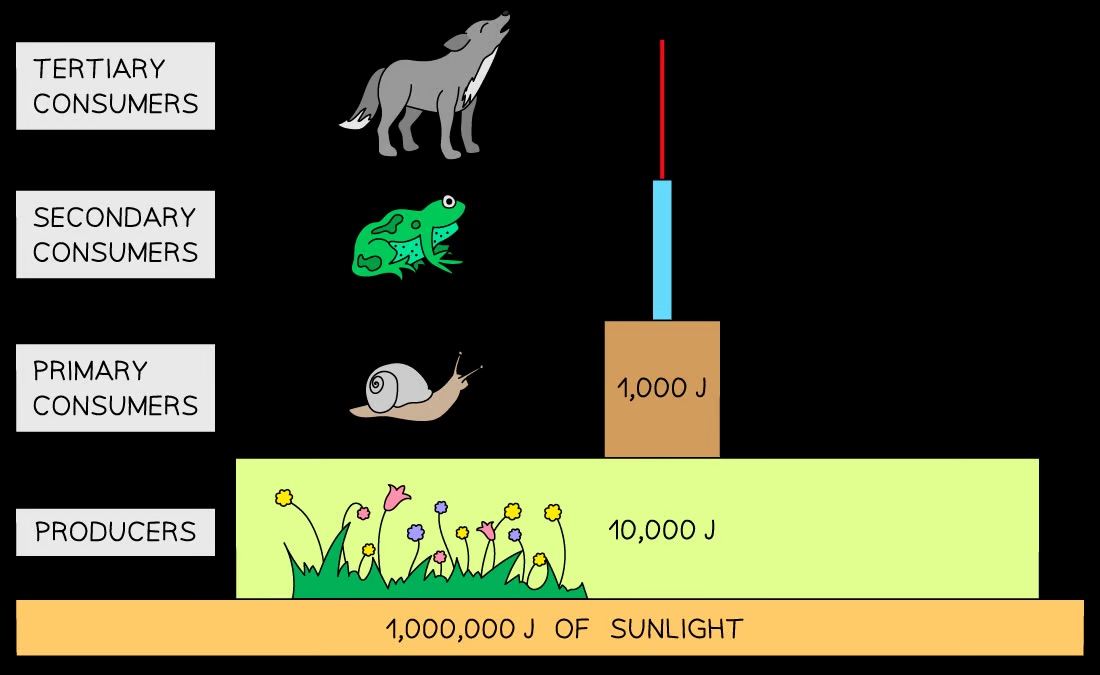 <p>A graphical representation showing the flow of energy through a food chain</p>