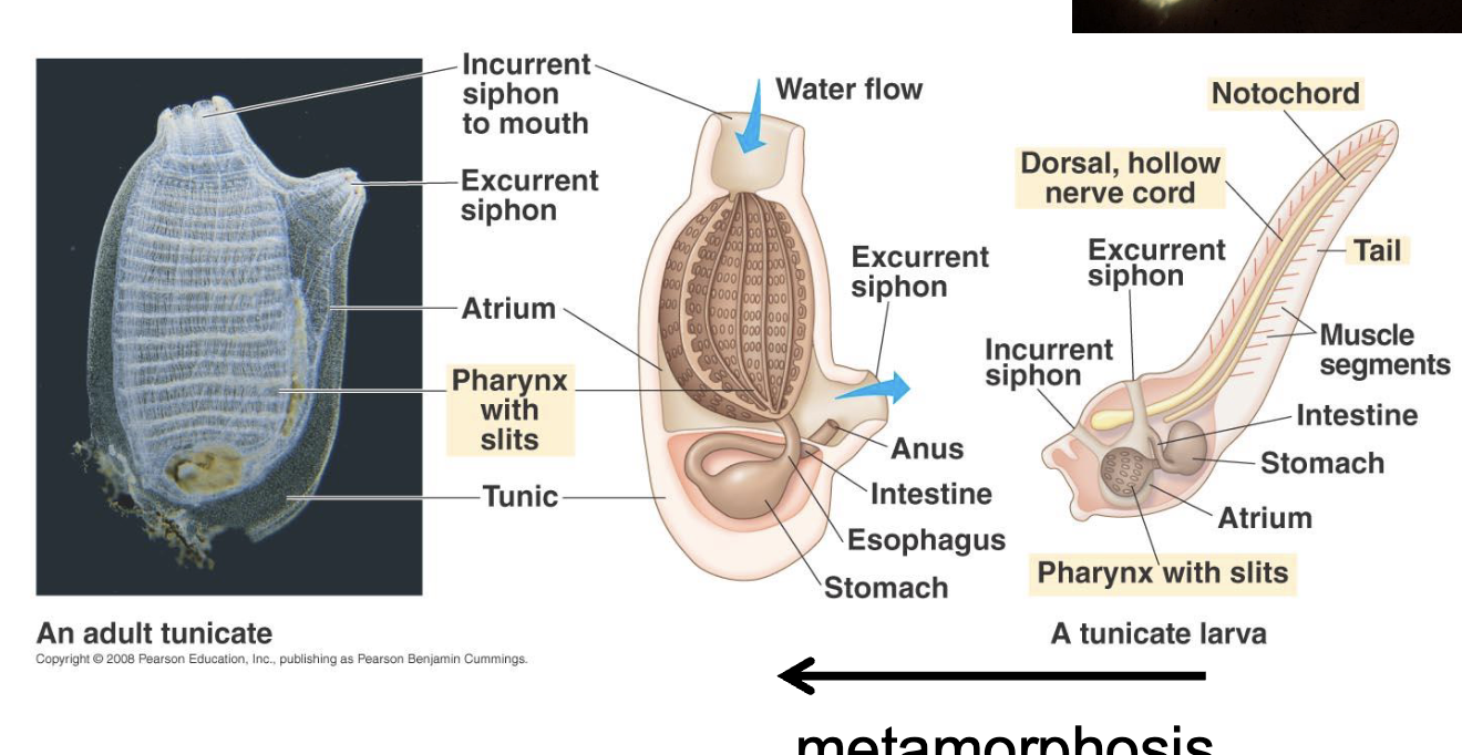 <p>chordate-like larva </p><p>adult animals without a backbones</p>