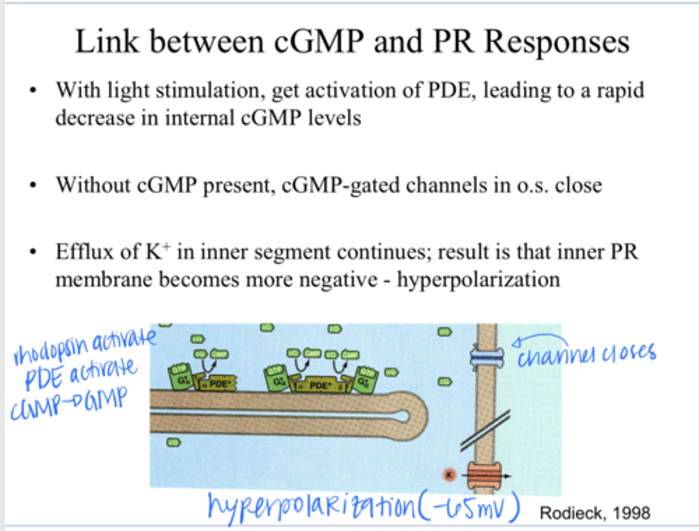 <p>With light stimulation &amp; activation of PDE, what happens to the internal cGMP levels and thus the channels?</p>
