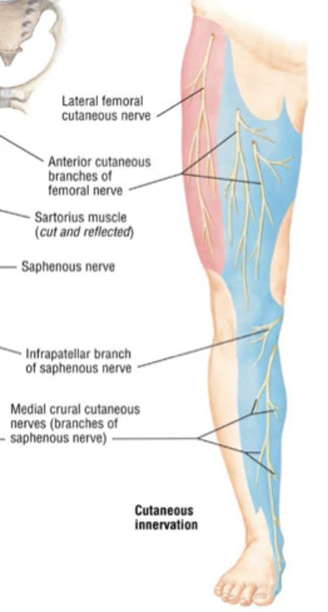 <p>anterior thigh muscles</p><p>-iliacus part of iliopsoas </p><p>-sartorius </p><p>-rectus femoris</p><p>-vastus lateralis, medialis, and intermedius </p><p>-pectineus muscle </p>
