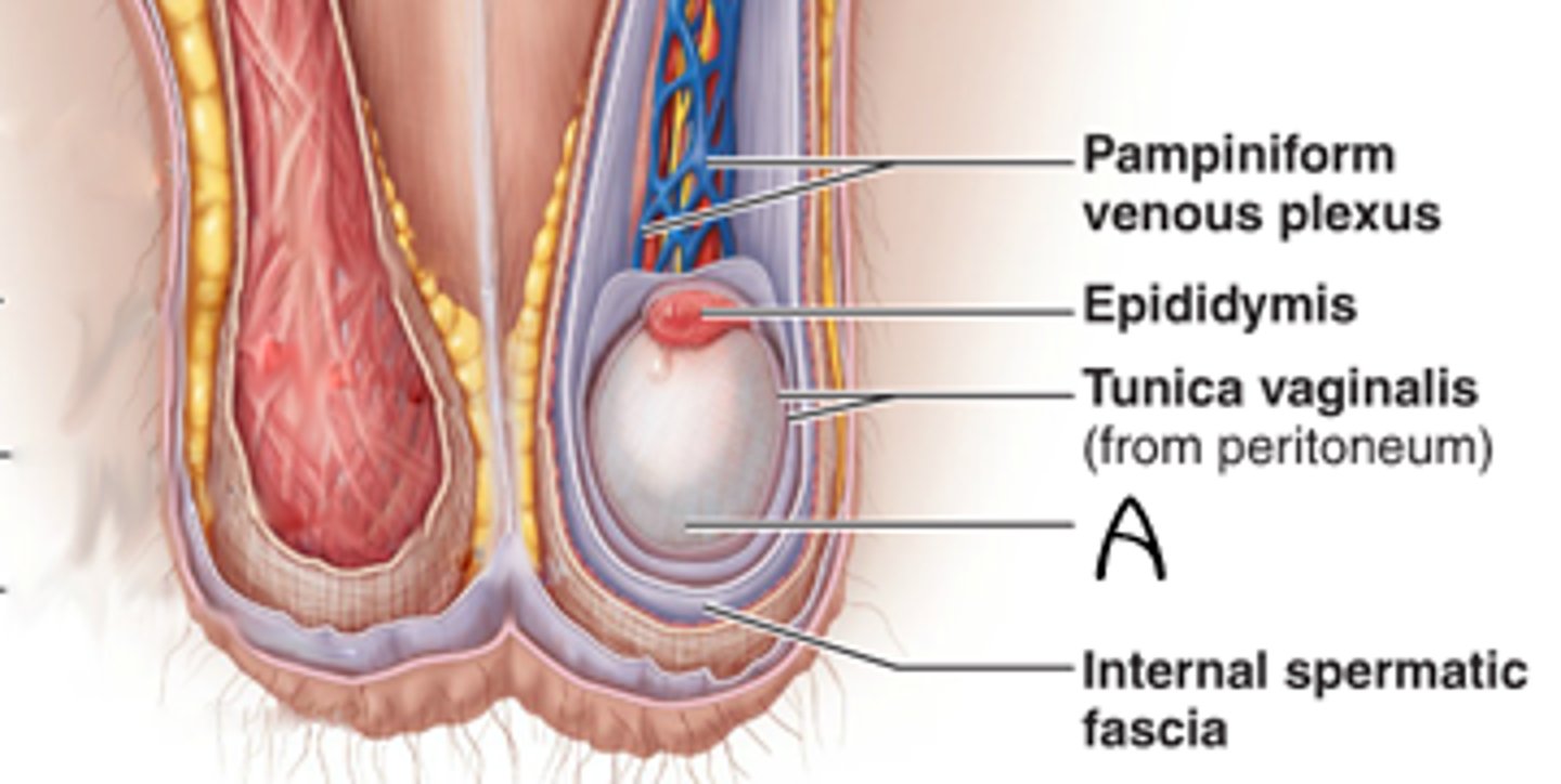 <p>Fx: serous membrane that covers the testis and protects testis from friction</p>