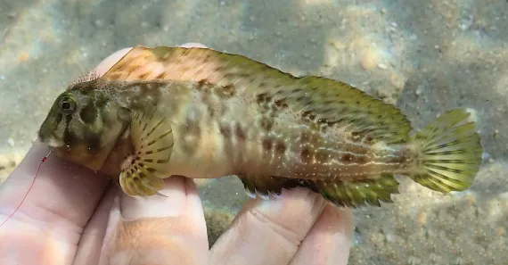 <p>comb-like fringer of cirri down middle of the head in front of dorsal</p><p>body is olive-brown overall with darker markings sometimes with the pearly white spots</p><p>caudal fin is usually barred</p>