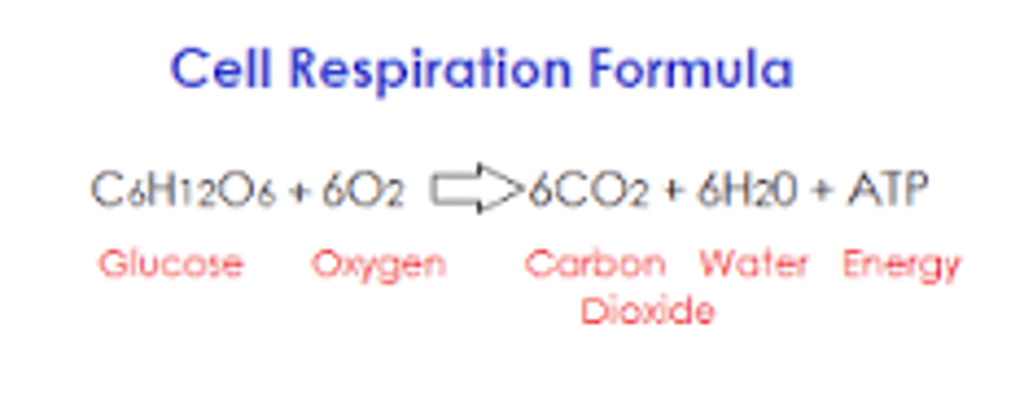 <p>transfer of third phosphate group from ATP -> makes burst of energy ATP turns to ADP</p>