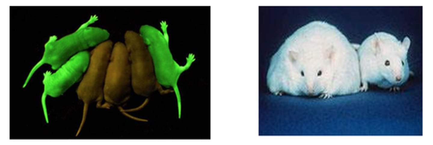 <p>term used to refer to an organism that contains genes from other organisms</p>