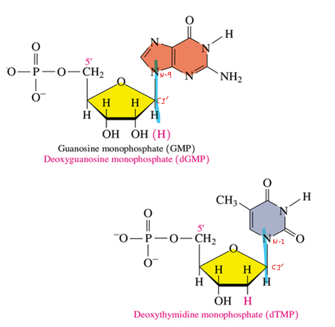 <p>if it is a purine, C1’ binds to N9</p><p>if it is a pyrimidine, C1’ binds to N1</p><p></p><p>it is a<strong> COVALENT —> beta-N-glycosidic bond</strong></p>
