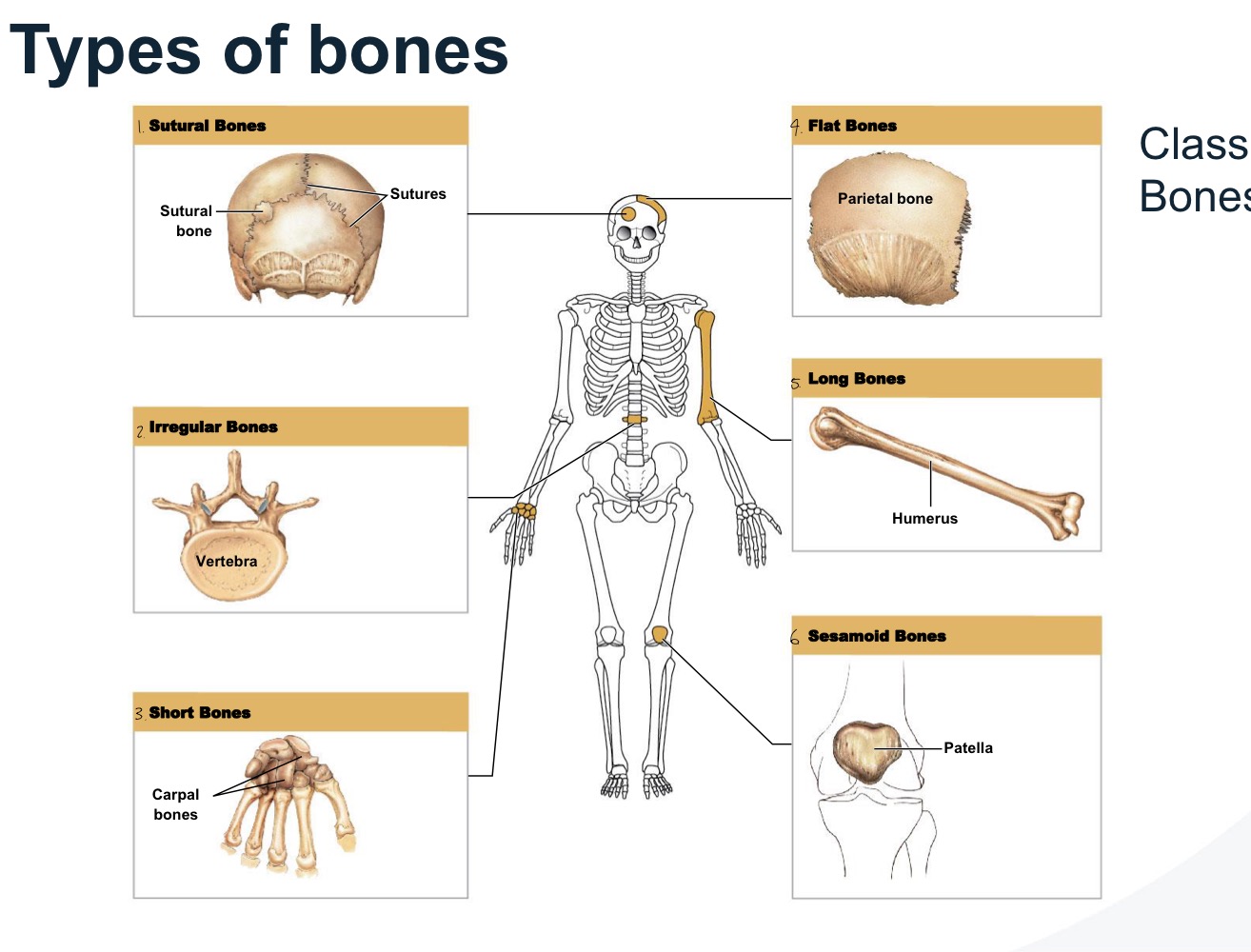 <p>bones are classified based on shape </p>