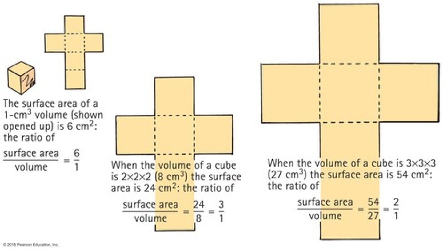 <p>The ratio decreases with increasing size</p>