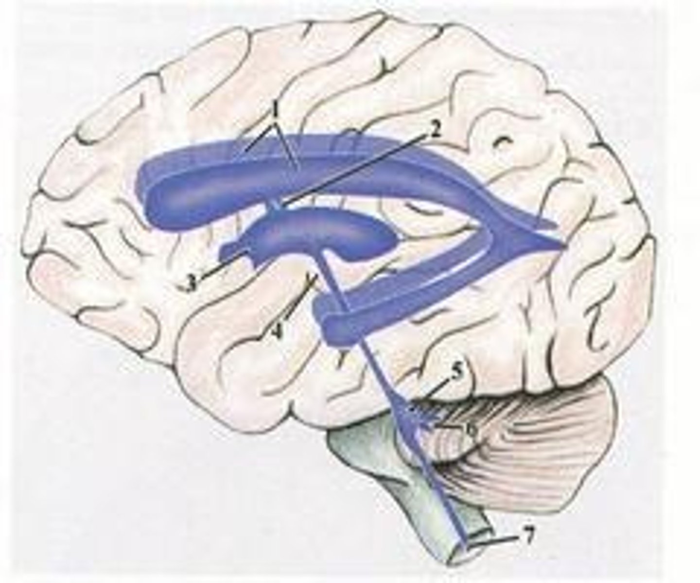 <p>It fills the ventricles and surrounds the CNS to provide cushioning and nutrient distribution.</p>