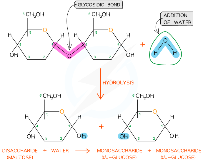 <p>hydrolysis reaction</p>