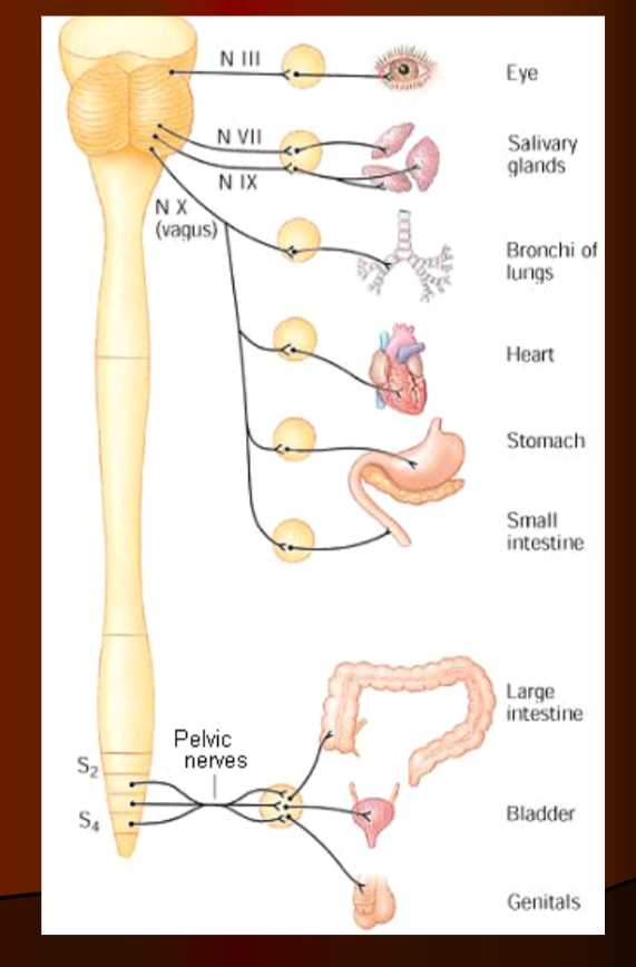 <p>Parasympathetic</p>