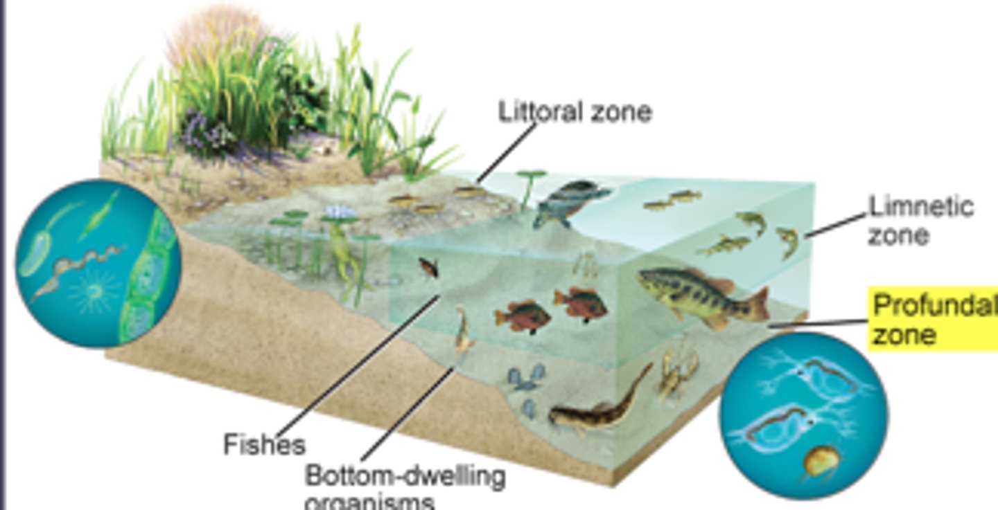 <p>Swamp: woody plants, trees, and shrubs</p><p>Marshes: herbaceous plants</p><p>Bog: evergreen trees and shrubs, sphagnum moss, peat</p><p>Pocosin: shrubby, spongy ground, evergreen trees, herbaceous plants, "Swamp on a hill"</p><p>Lake: standing water</p><p>Pond: small lake, sun always reaches bottom</p>