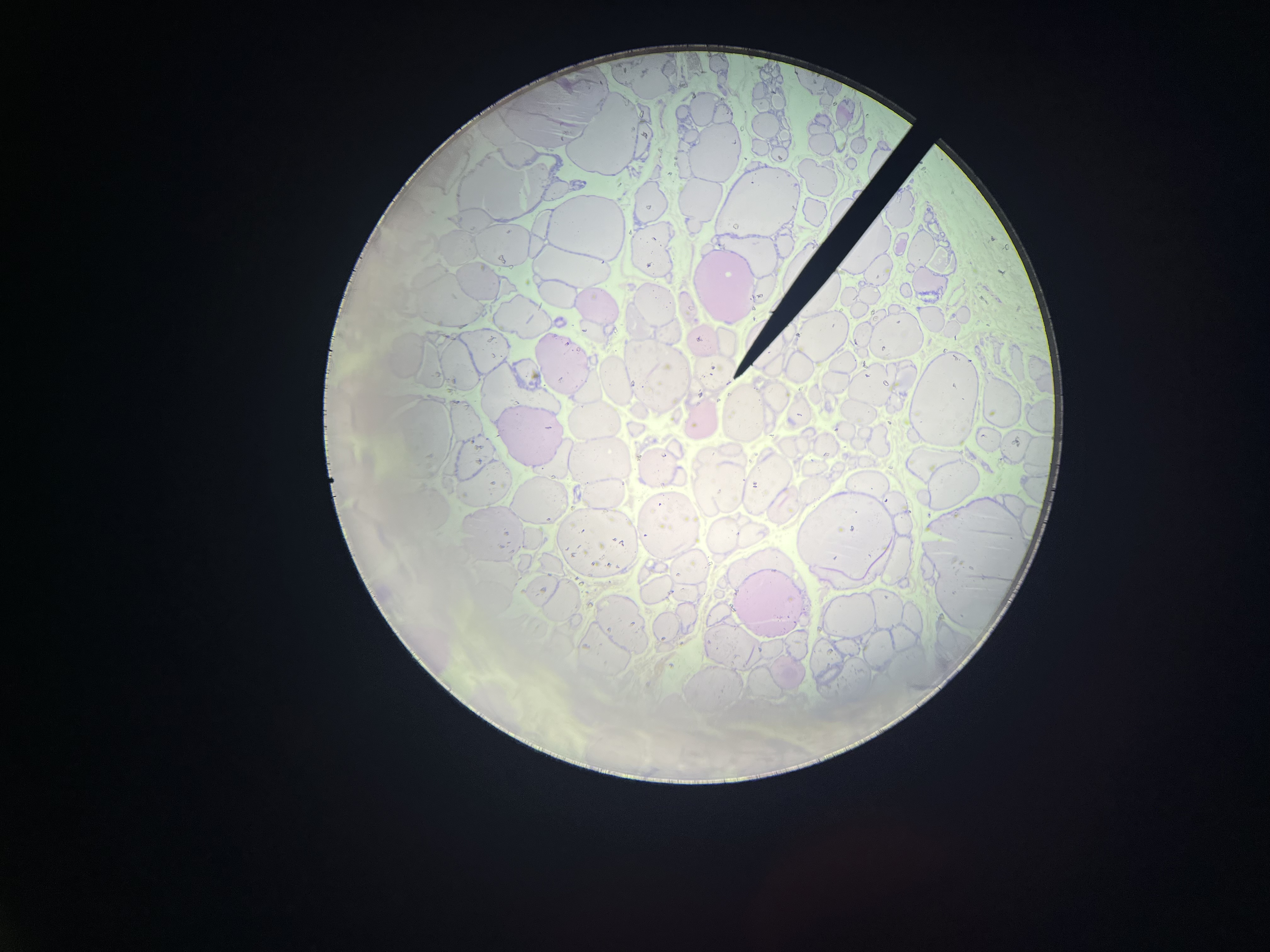 <p>single layer of cells that are in the kidney tubules, glands or gland ducts; they diffuse molecules and transport secretions</p>