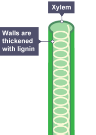 <p><strong>XYLEM CELL</strong></p>