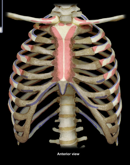 <p>composed of 12 pairs of ribs and the sternum</p>