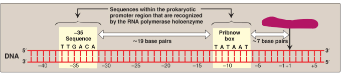 <p>Label this section of the prokaryotic promoter region.</p>