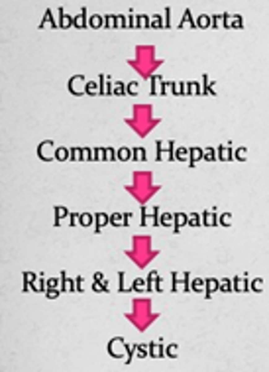 <p>Abdominal Aorta ></p><p>Celiac Trunk ></p><p>Common Hepatic ></p><p>Proper Hepatic ></p><p>R/L Hepatic ></p><p>Cystic</p>