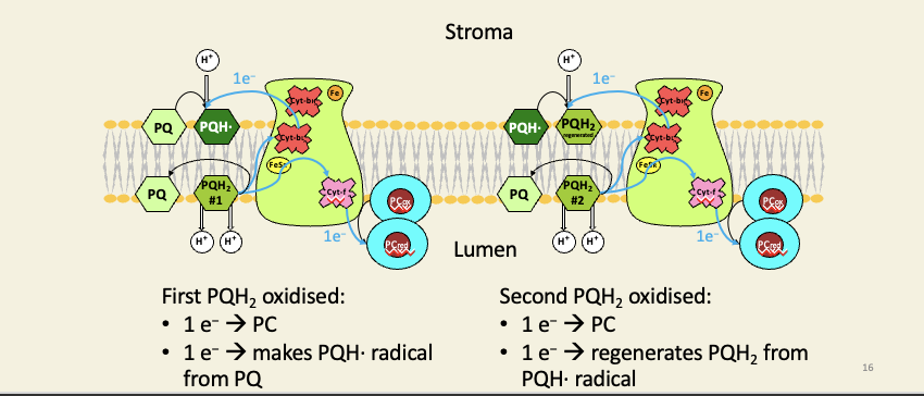 <ul><li><p>very similar to complex III Q cycle - most of the differences you will spot are not differences in one or the other groups of photosynthetic bacteria, e.g. purple bacteria use the same quinol for both respiration and photosynthesis</p></li><li><p>cyanobacteria use a similar cyt-bc complex for both respiration and photosynthesis; some bacteria use cyt-c instead of PC </p></li></ul><p></p>