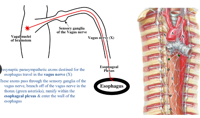 <p>-presynaptic parasympathetic axons destined for esophagus travel in the vagus nerve (X)</p><p>-axons pass through the sensory ganglia of the vagus nerve, branch off the vagus nerve in the thorax, ramify within the esophageal plexus, and enter the wall of the esophagus</p>