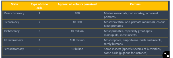 <p><strong>→ the more opsins you have, the more colours you can detect</strong></p>