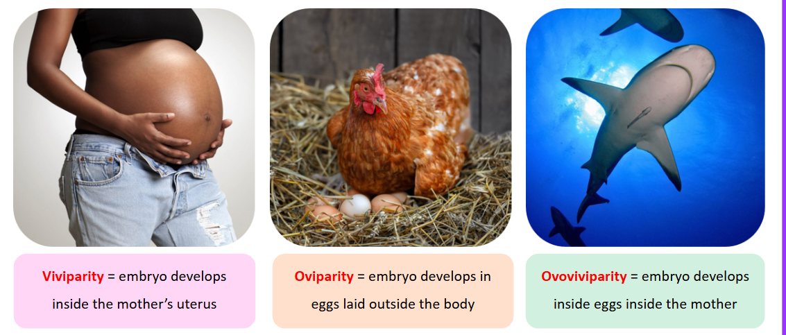 <p>viviparity = embryo develops inside the mother’s uterus</p><p>eg human</p><p> </p><p>oviparity = embryo develops in eggs laid outside the body</p><p>eg chicken</p><p>ovoviviparity = embryo develops inside eggs inside the mother</p><p>eg shark&nbsp;</p>