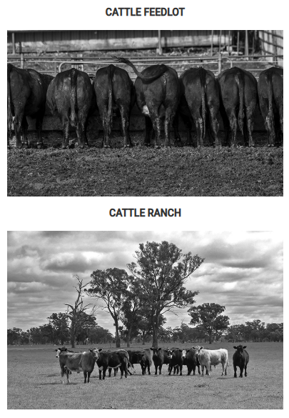 <p>The two images represent two different methods of raising livestock in the United States. Which of the following statements most accurately compares these two agricultural practices?</p><p>Responses</p>