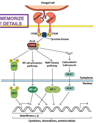 <p>• Bind carbohydrates on pathogens and some allergens (peanut and dust mite proteins)</p><p>• Activated tyrosine kinases trigger signaling cascades:</p><p>  - CARD adaptor protein</p><p>  - IRF5 activation</p><p>  - MAPK pathways activation resulting in activation of AP-1 and NF-kB</p><p>  - Induce the expression of inflammatory cytokines</p>