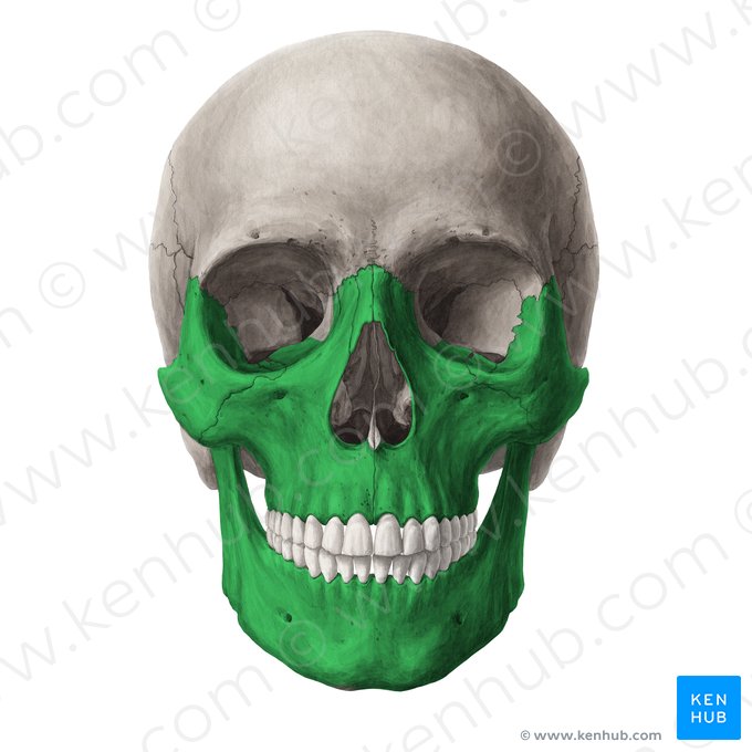 <p>Gesichtsschädel</p>