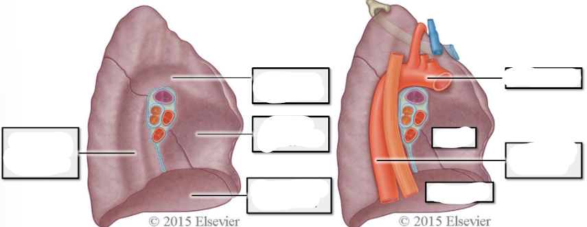 <p>label left lung</p>