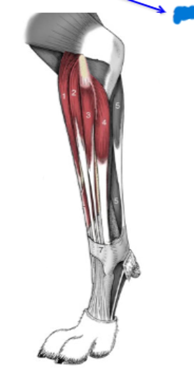 <p>The following muscles are part of the [extensor/flexor] group:</p><p>-extensor carpi radialis m.</p><p>-extensor carpi ulnaris m. (ulnaris lateralis)</p><p>-abductor digit I longus m.</p><p>-common digital extensor m.</p><p>-lateral digital extensor</p><p>2 multiple choice options</p>