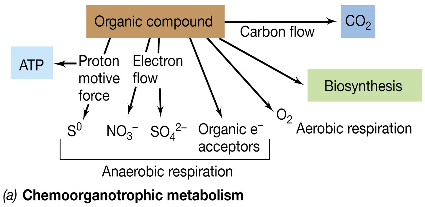 The use of e- acceptors other than oxygen

\
Collects less energy compared to Aerobic Respiration

\
Completely dependent on ETS, generation of Proton Motive Force, and ATPase activity