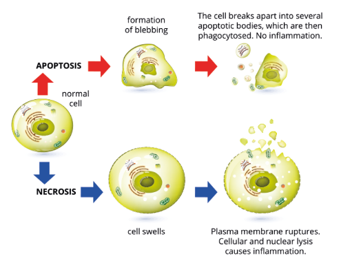 <ul><li><p>In necrosis, external factors cause internal tissue damage and cell disfunction.</p></li><li><p>Apoptosis is pre-planned, and required for smooth bodily functioning..</p></li><li><p>Necrosis is cellular death when exposed to extreme conditions.</p></li></ul>