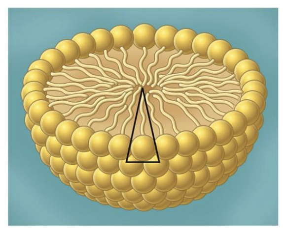 <ul><li><p><span style="background-color: inherit; line-height: 19.55px; color: windowtext;"><span>Head large </span></span></p></li><li><p><span style="background-color: inherit; line-height: 19.55px; color: windowtext;"><span>phospholipids can form circular structure (tails inside)</span></span><span style="line-height: 19.55px; color: windowtext;"><span>&nbsp;</span></span></p></li><li><p>Head is large and bulky with one hydrophobic tail buried.</p></li></ul><p></p>