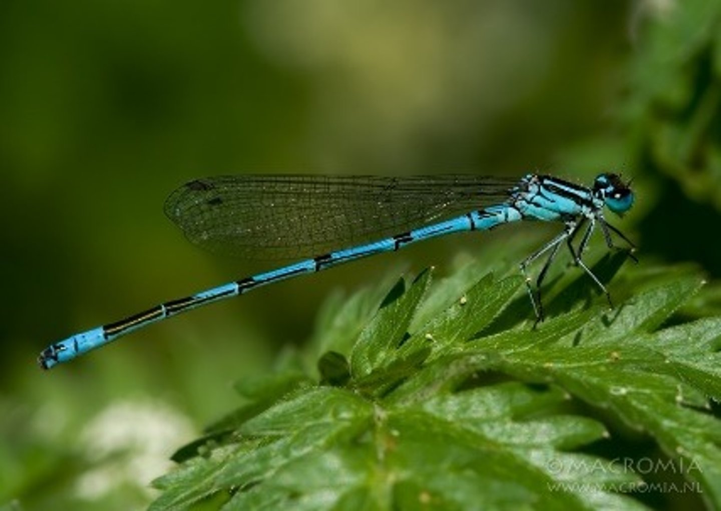 <p>Waterjuffers, Pterostigma ruitvormig, meestal blauw</p>