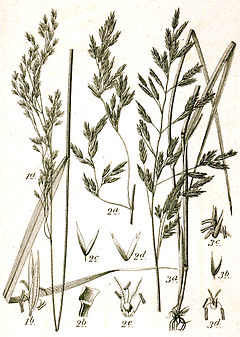 <p>Festuca arundinacea</p>