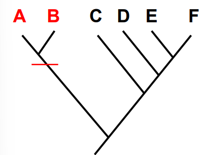 <p>phenotypes are similar because they are inherited from a common ancestor</p>