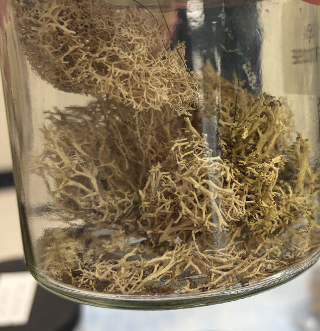 <p>What type of lichen growth is this?</p>