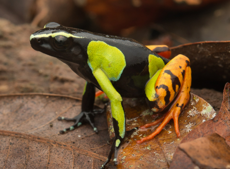 <p><strong><u>Distribution:</u></strong></p><ul><li><p>Mayotte Island</p></li><li><p>Madagascar</p><p></p><p><strong><u>Traits:</u></strong></p></li><li><p>convergent with other anuran species</p></li><li><p>hard to ID</p></li></ul><p></p><p><strong><u>Larval Type:</u></strong></p><p>IV</p>