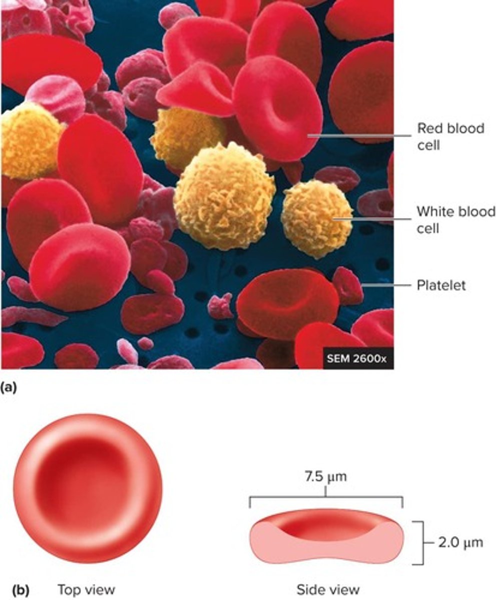 <p>Red blood cells (RBCs), white blood cells (WBCs), and platelets.</p>