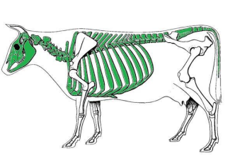 <p>lies on the long axis (midline) of the body and includes the skull, vertebrae, and those bones attached to the vertebrae (ribs, ventral connections of the ribs, and sternum)</p>