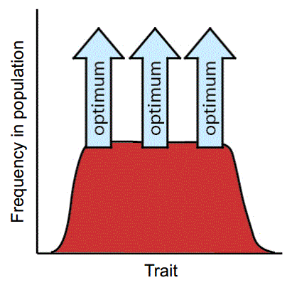 <p>Balancing selection</p>