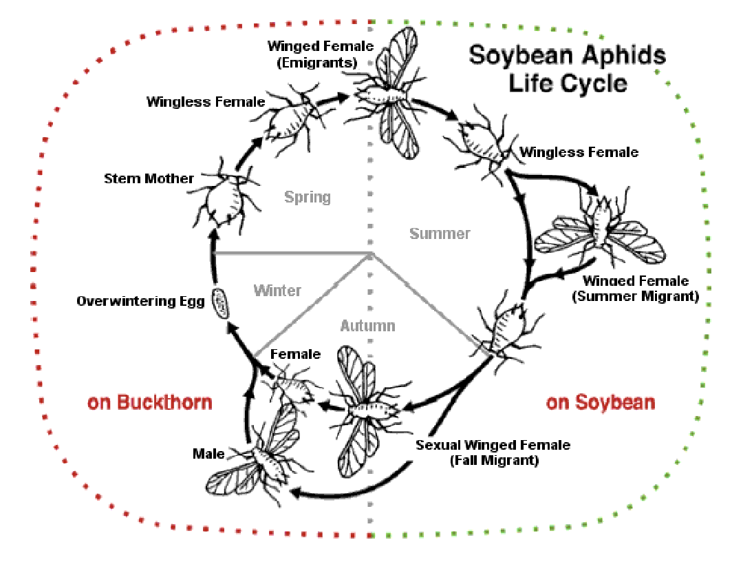 <p>Asexual and sexual reproductive stages</p>