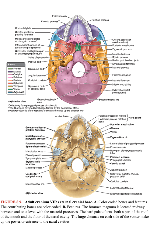 <p>The cranial base (basicranium) is the inferior portion of the neurocranium (floor of the cranial cavity) and viscerocranium minus the mandible (Fig. 8.9). The external surface of the cranial base features the alveolar arch of the maxillae (the free border of the alveolar processes surrounding and supporting the maxillary teeth); the palatine processes of the maxillae; and the palatine, sphenoid, vomer, temporal, and occipital bones. </p><p>The hard palate (bony palate) is formed by the palatal processes of the maxillae anteriorly and the horizontal plates of the palatine bones posteriorly. The free posterior border of the hard palate projects posteriorly in the median plane as the posterior nasal spine. Posterior to the central incisor teeth is the incisive fossa, a depression in the midline of the bony palate into which the incisive canals open.</p><p>The right and left nasopalatine nerves pass from the nose through a variable number of incisive canals and foramina (they may be bilateral or merged into a single formation). Posterolaterally are the greater and lesser palatine foramina. Superior to the posterior edge of the palate are two large openings: the choanae (posterior nasal apertures), which are separated from each other by the vomer (L., plowshare), a flat unpaired bone of trapezoidal shape that forms a major part of the bony nasal septum (Fig. 8.9B).</p><p>Wedged between the frontal, temporal, and occipital bones is the sphenoid (L., winged; pterygoid is an often-used synonym for sphenoid), an irregular unpaired bone that consists of a body and three pairs of processes: greater wings, lesser wings, and pterygoid processes (Fig. 8.10). The greater and lesser wings of the sphenoid spread laterally from the lateral aspects of the body of the sphenoid. The greater wings have orbital, temporal, and infratemporal surfaces apparent in facial, lateral, and inferior views of the exterior of the cranium (Figs. 8.3, 8.4A, and 8.9A). Their cerebral surfaces are seen in internal views of the cranial base (Fig. 8.11). The pterygoid processes, consisting of lateral and medial pterygoid plates, extend inferiorly on each side of the sphenoid from the junction of the body and greater wings (Figs. 8.9A and 8.10A, B).</p>