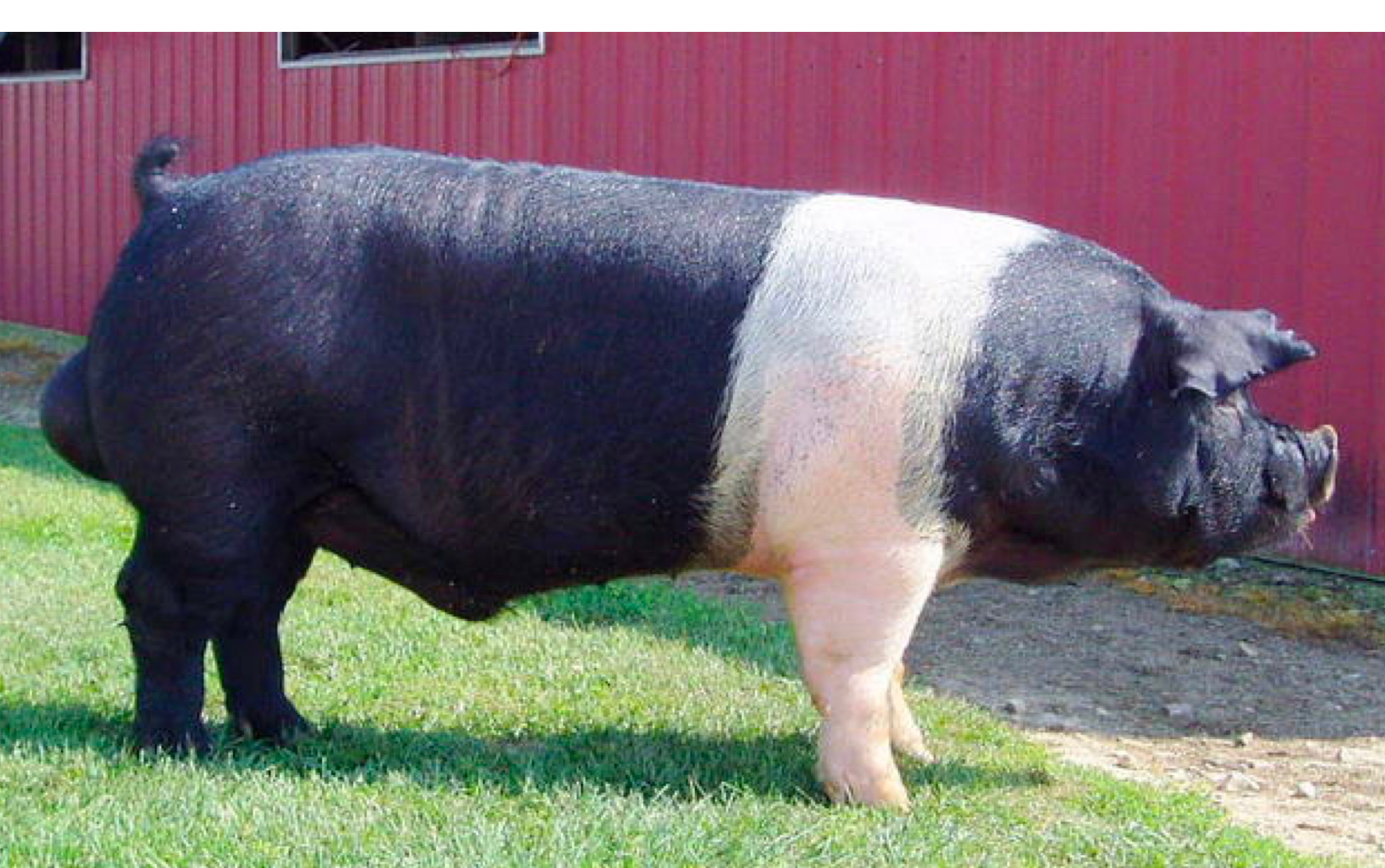 <p>What breed ?</p>
