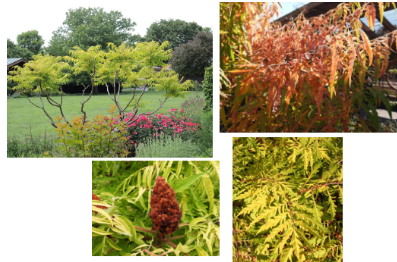 <p>-orange to scarlet fall color -bright red to dark red hairy drupes on female flowers -purple ish branches and stems -stems soft and fuzy</p>