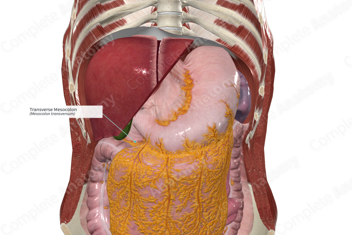 <p>¿Qué se encuentra señalado en la imagen? Fija el intestino grueso a la pared abdominal posterior</p>