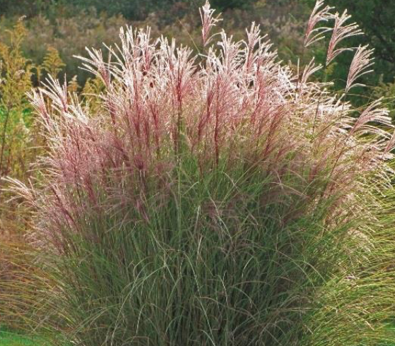 <p>tassle-like seed pods, 4-7’ tall in habit, warm season, wind dispersed, non native, </p>