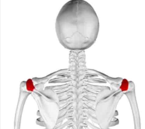 <p><span>The side of the shoulder, above the acromion (a bony projection of the scapula)</span></p>